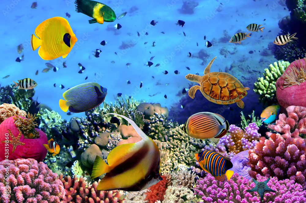 Obraz Zdjęcie kolonii koralowców