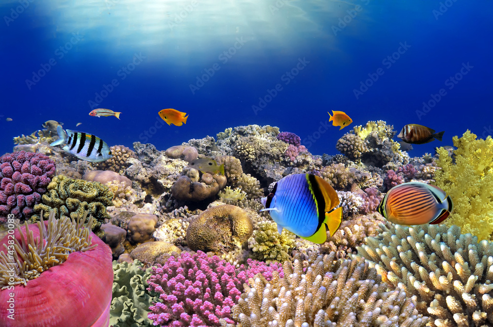 Obraz premium Underwater world. Coral fishes of Red sea.