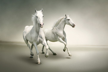 White horses