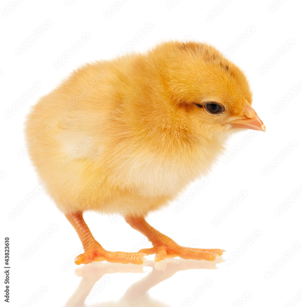 Obraz premium Little chicken