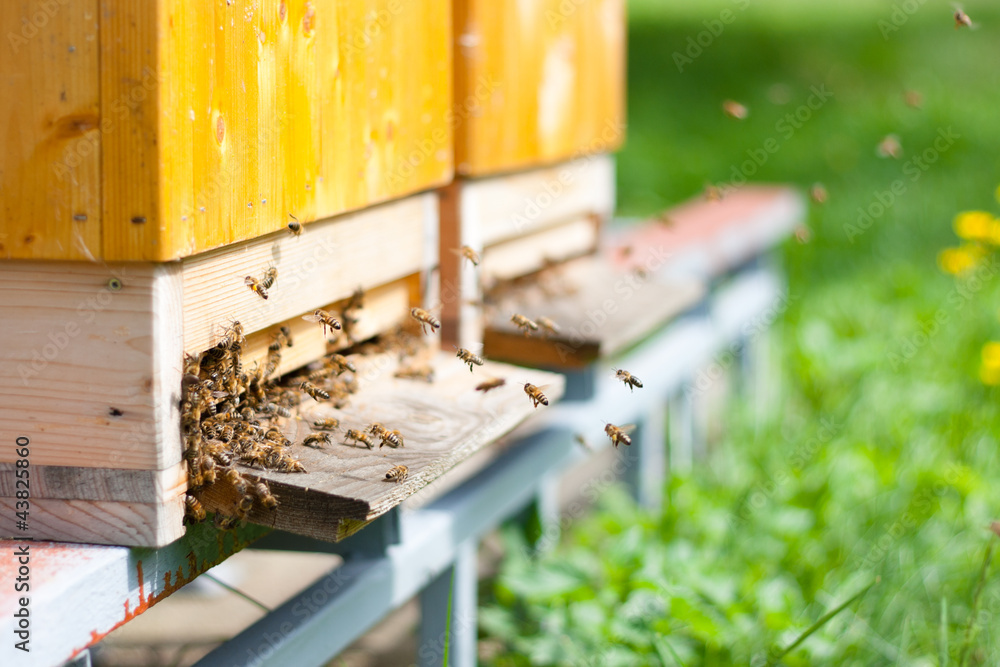 Fototapeta premium Honey bees swarming and flying around their beehive