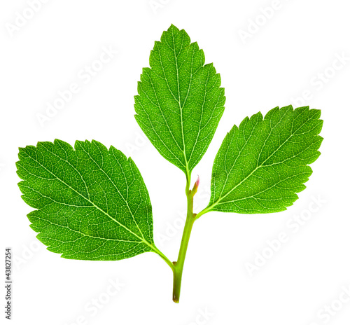 Tree raspberry leaves isolated on a white background