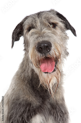 Irish Wolfhound dog portrait