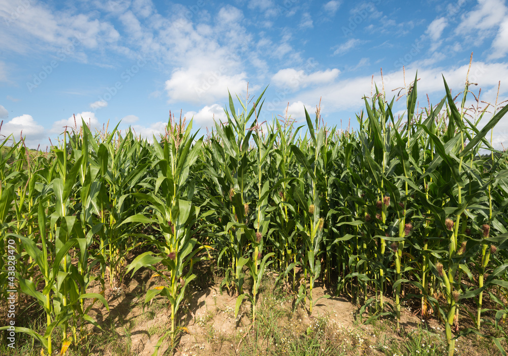 Corn growing on a field in summer Corn growing on a field in summer