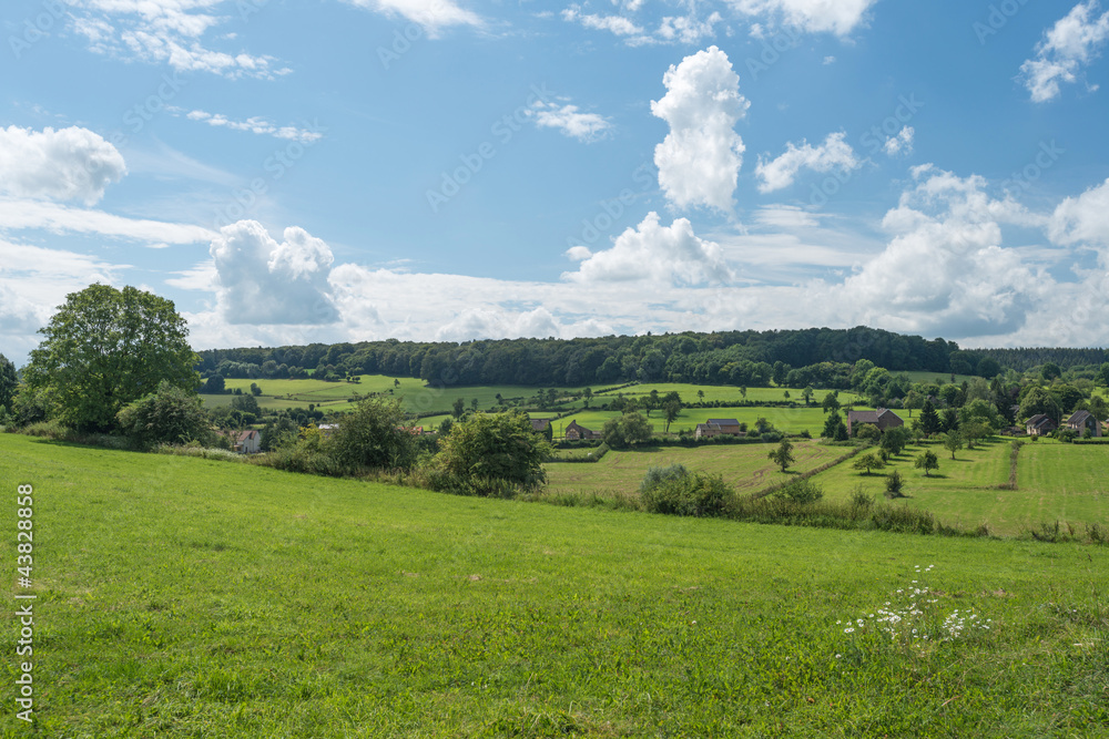 Rural landscape in summer