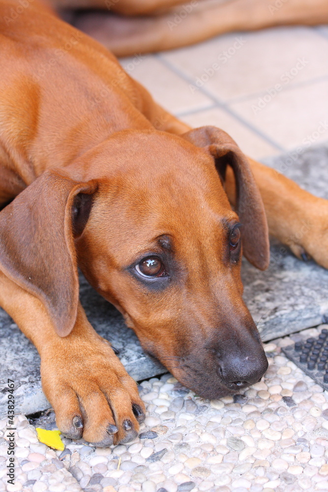 rhodesian ridgeback