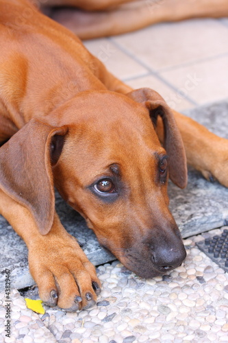 rhodesian ridgeback