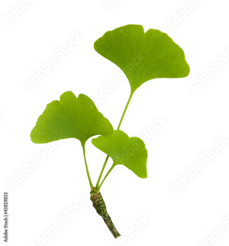 Grüne Ginkgoblätter