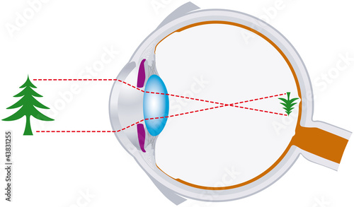 Vision, optics, eyeball, visual system. Illustration on white background. Vector.