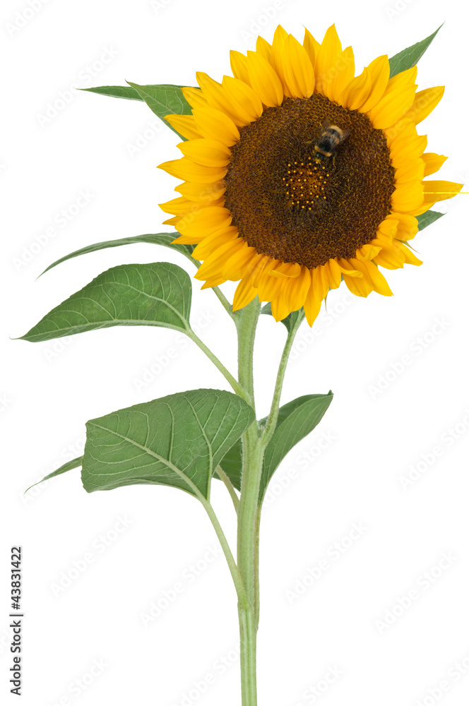 Naklejka premium Sonnenblume