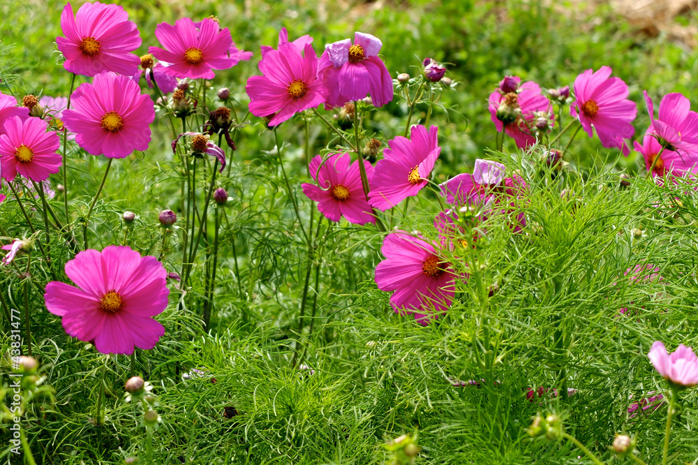 Obraz premium Cosmea