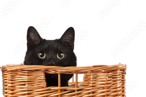 Schwarze Katze