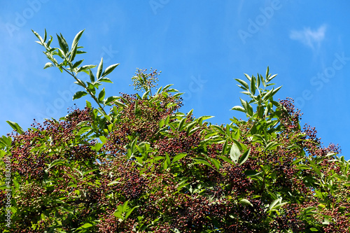 Holunderbeeren photo