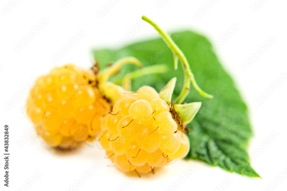 yellow raspberry on a white background yellow raspberry on a white background