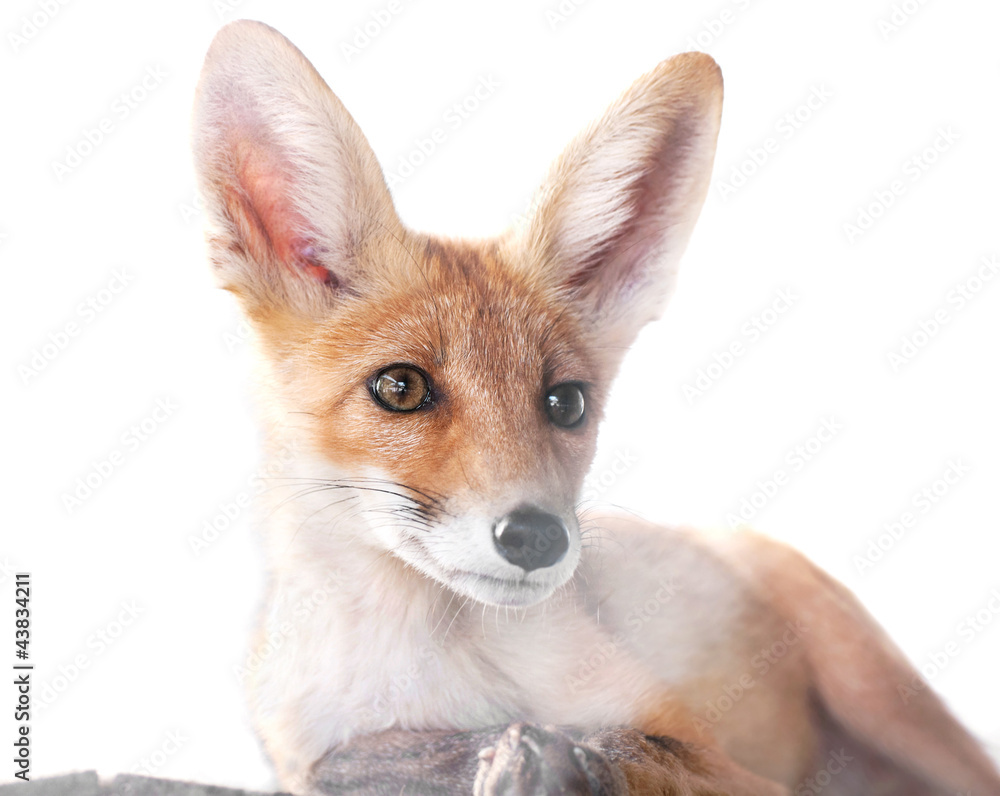 Obraz premium red fox isolated on white
