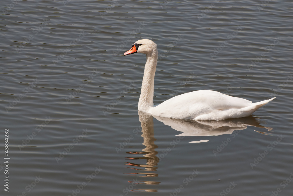 white swan in the water