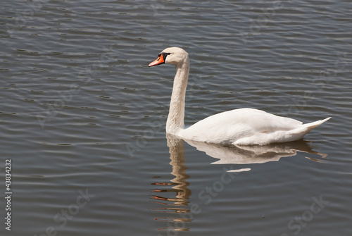 white swan in the water