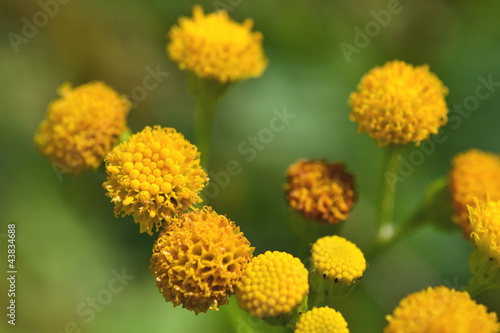 Flowers of the Dune Kruiskruid or Jacobaea Vulgaris. © dutchlight