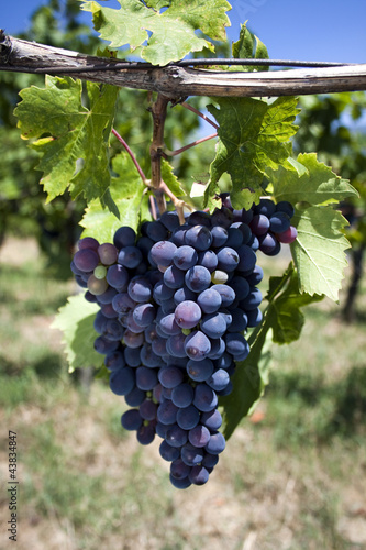 Purple grapes and green leafes