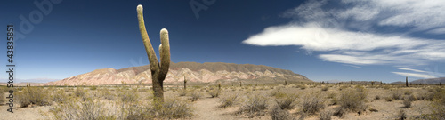 Desert cacti, Argentina