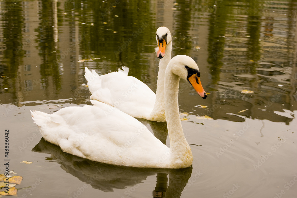 Naklejka premium лебеди