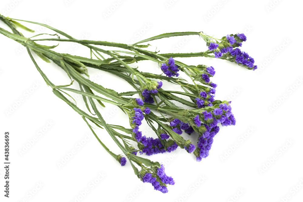 Fototapeta premium букет цветов