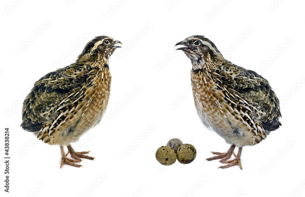 Quails with eggs isolated on white background Quails with eggs isolated on white background