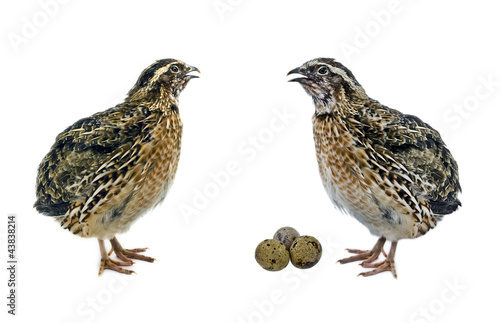 Quails with eggs  isolated on white background