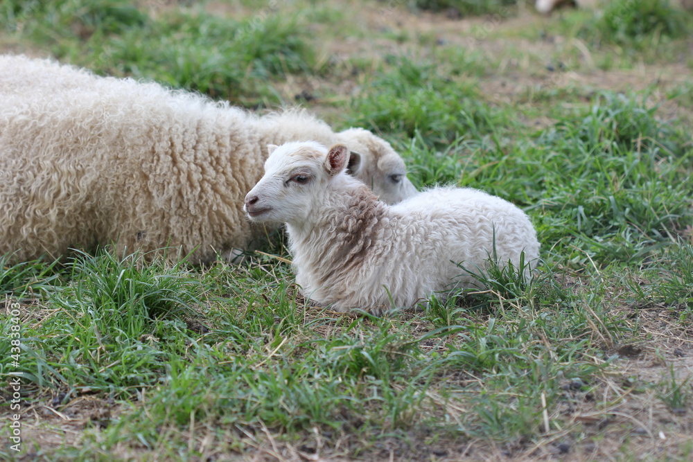 Obraz premium Skuddenschaf mit Lamm