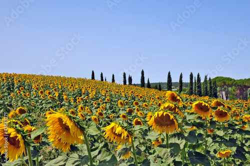 I campi di girasoli della Toscana photo