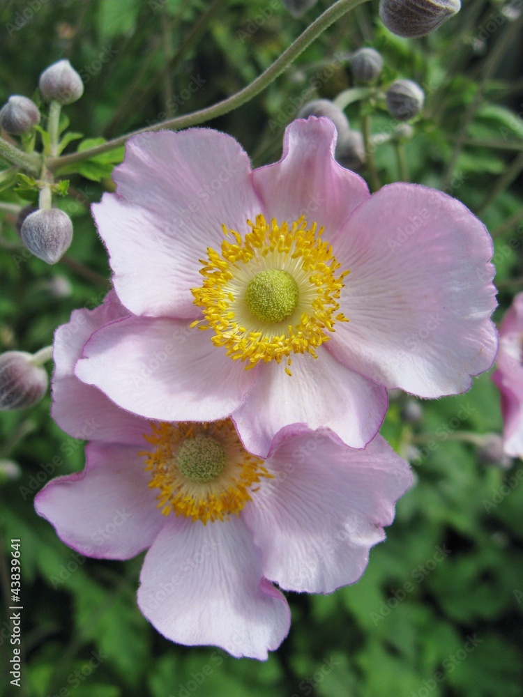 Pink blooming anemone flowers in summer Pink blooming anemone flowers in summer