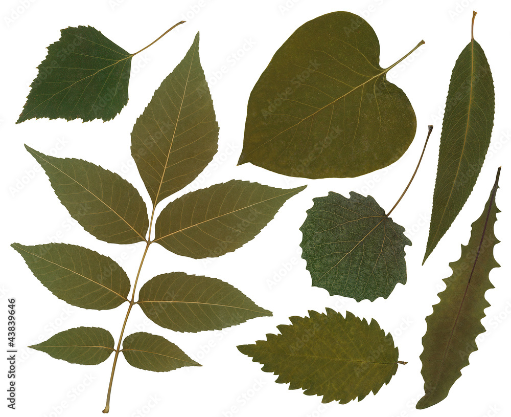 The leafs set isolated on white background. The leafs set isolated on white background.