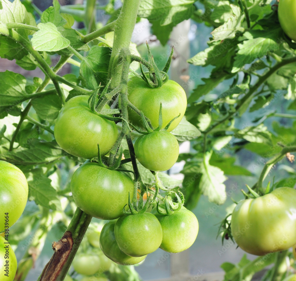 Green tomatoes on a branch in a garden