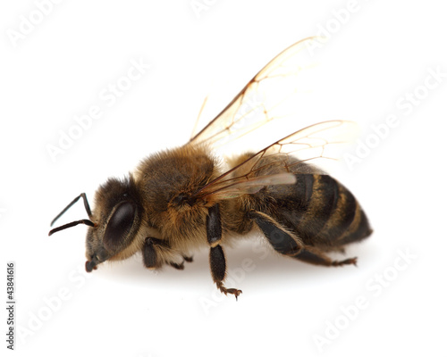 Bee in closeup