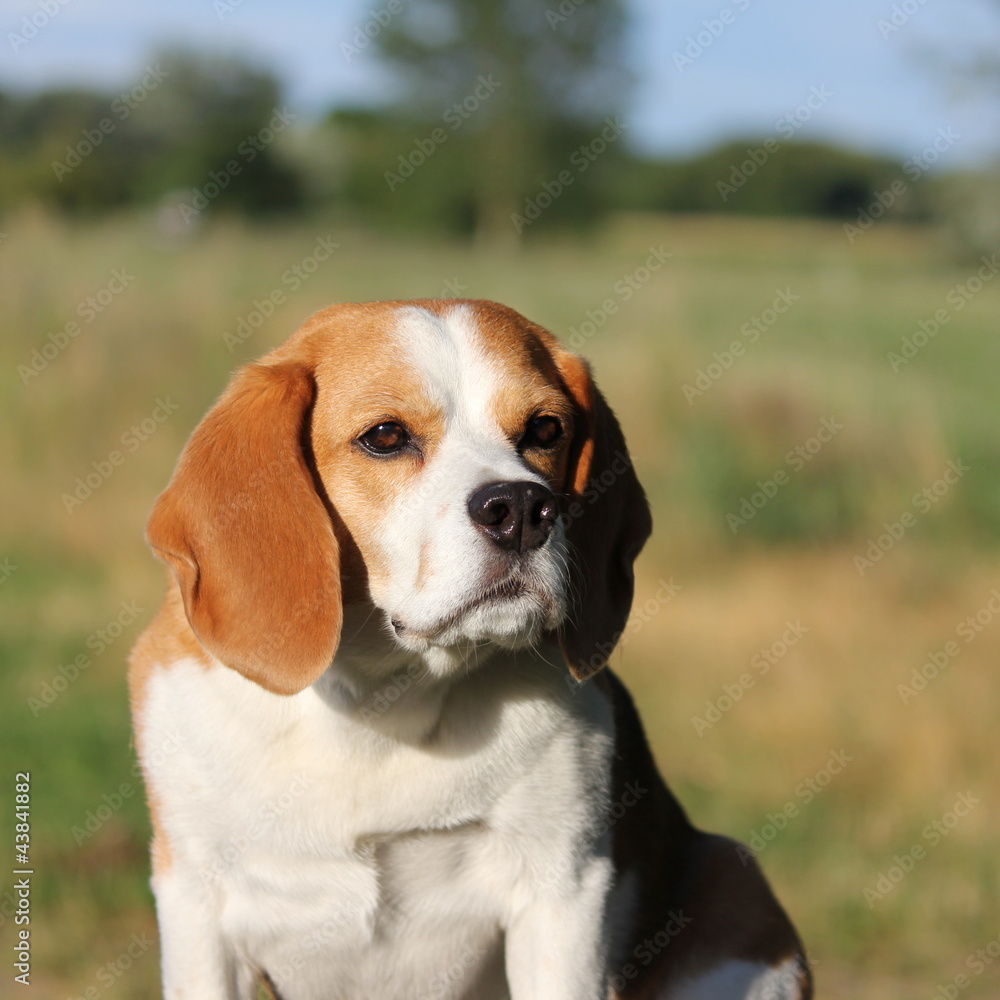 beagle beagle