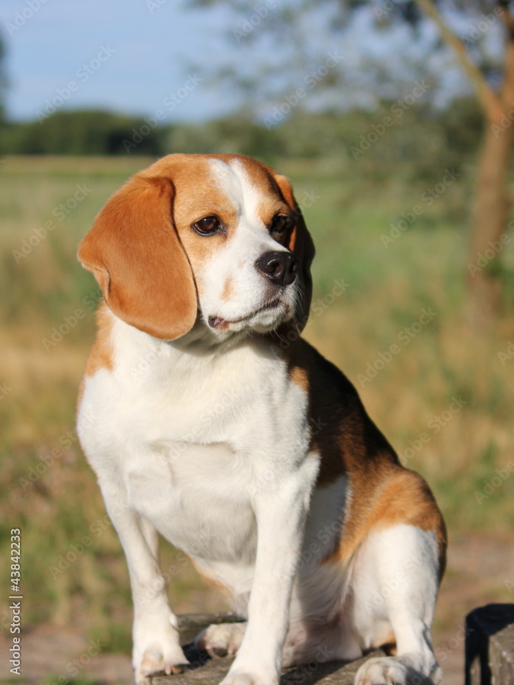 beagle