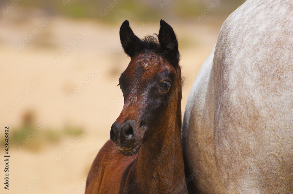 An Arabian foal in desert