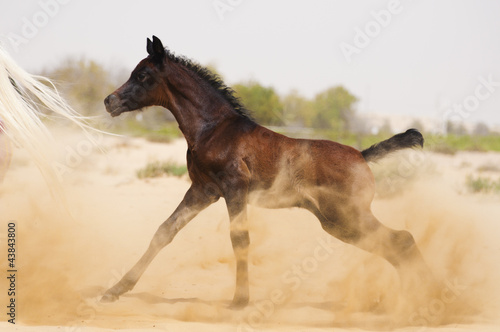 An Arabian foal in desert