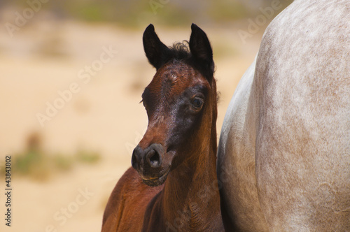 Obraz na płótnie An Arabian foal in desert w salonie