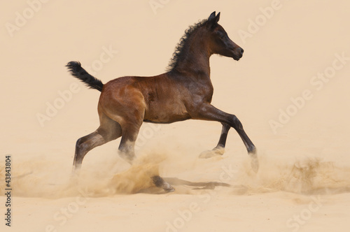 Arabian foal galloping in desert