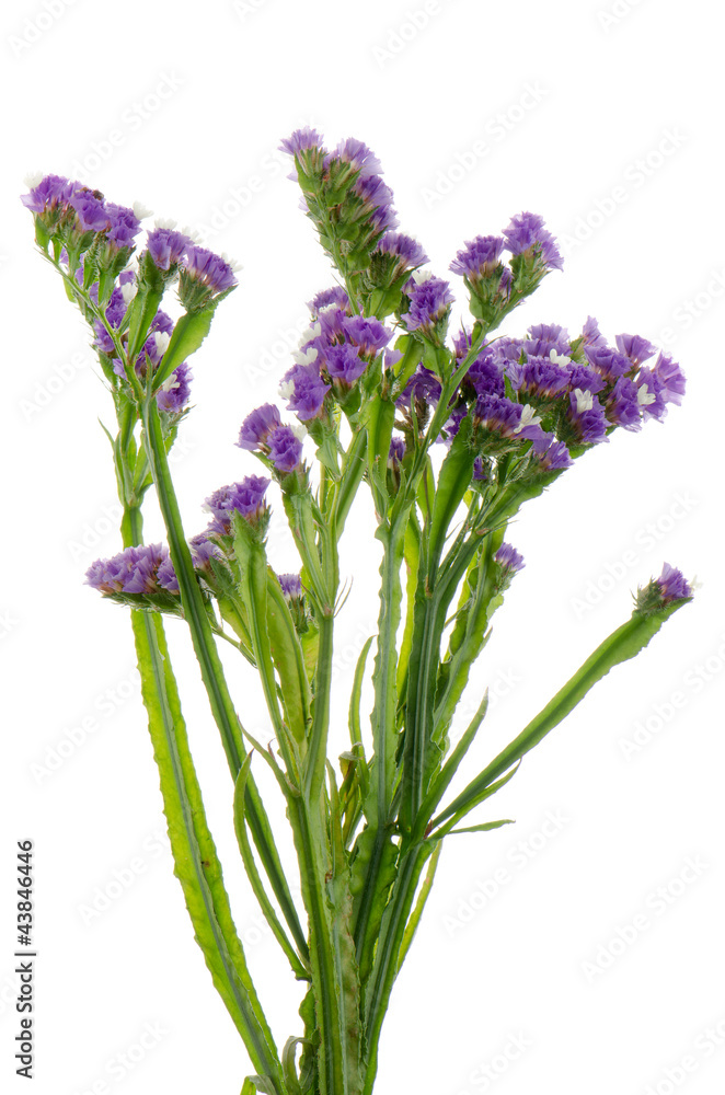 Fototapeta premium Purple statice flowers