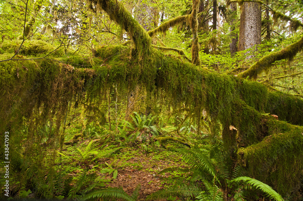 Fototapeta premium Rain Forest at Olympic National Park