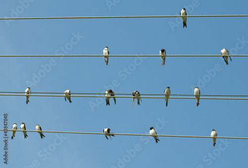 Obraz na płótnie swallow w salonie