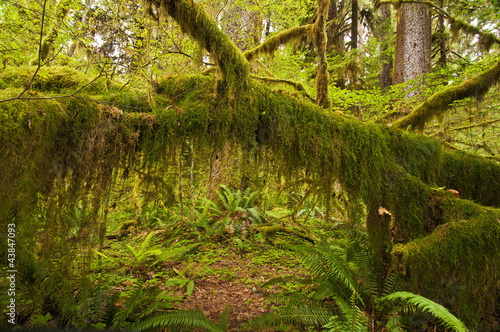 Rain Forest at Olympic National Park