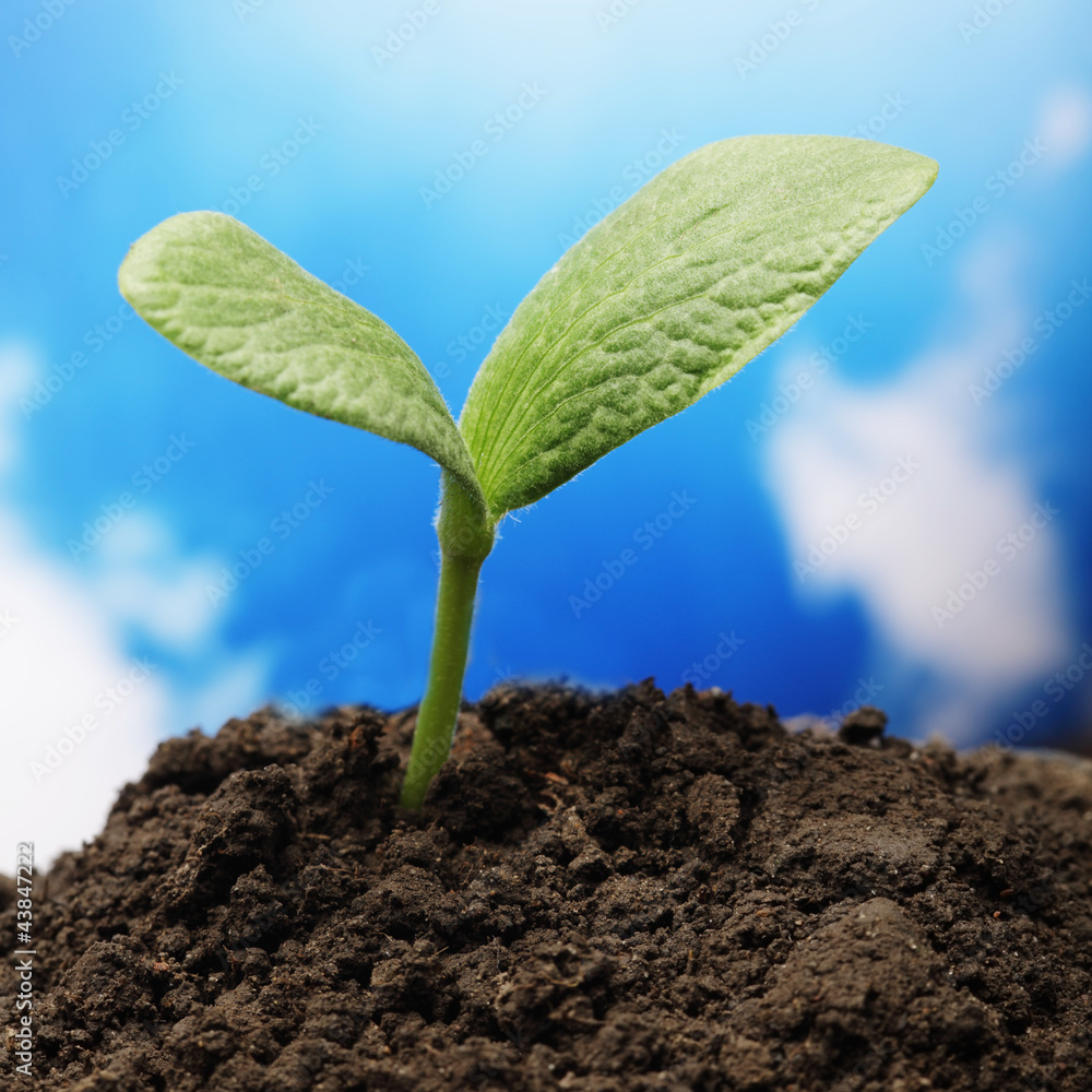green sprout on sky background green sprout on sky background