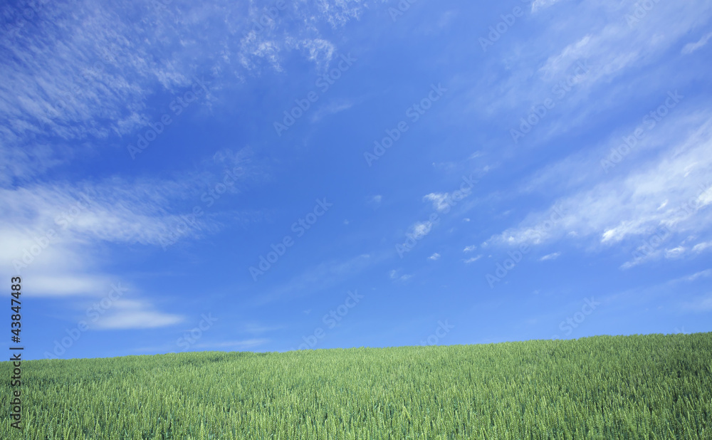 Fototapeta premium Green wheat field and blue sky