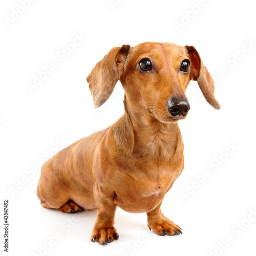 brown short hair dachshund dog © leungchopan
