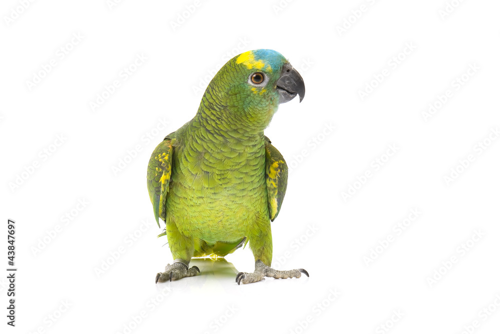 Naklejka premium Papuga Amazonka niebieska czoło na białym tle