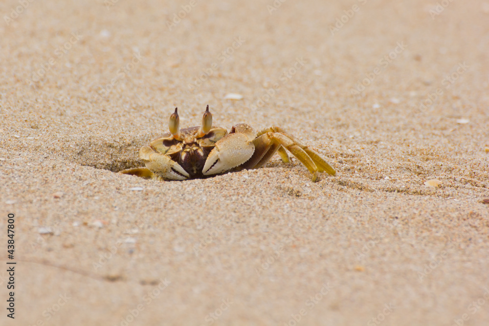 Ocypode ceratophthalama