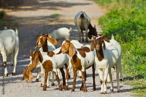 goats on the road